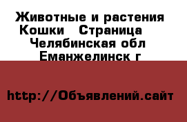 Животные и растения Кошки - Страница 2 . Челябинская обл.,Еманжелинск г.